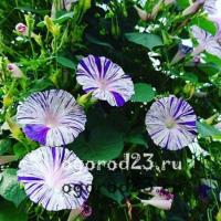 Ipomoea planting and care in open ground replanting propagation Universal morning glory