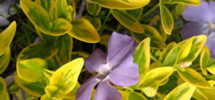 Periwinkle flower - planting, care, cultivation