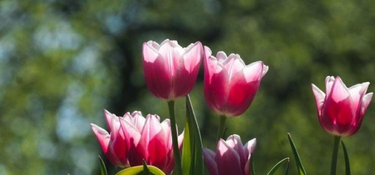 Planting tulips in baskets and containers - what is this for, and how to plant it correctly?