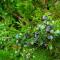 How is juniper breeding at home?